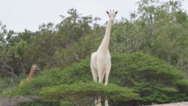 Video Jerapah Putih di Hutan Kenya