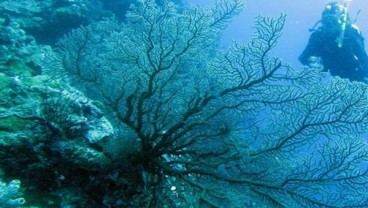 Siput Raksasa Pemakan Bintang Laut Bisa Selamatkan Great Barrier Reef