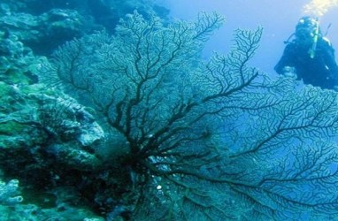 Siput Raksasa Pemakan Bintang Laut Bisa Selamatkan Great Barrier Reef