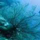 Siput Raksasa Pemakan Bintang Laut Bisa Selamatkan Great Barrier Reef
