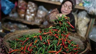 HORTIKULTURA : Produksi Cabai Surplus, Toko Tani Jadi Andalan