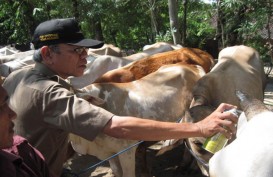 USAHA RAKYAT, Peternak Sapi Lokal Alami Beragam Tekanan