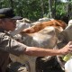 USAHA RAKYAT, Peternak Sapi Lokal Alami Beragam Tekanan