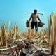 MUSIM KEMARAU: 73 Hektare Sawah di Purwakarta Terancam Kekeringan