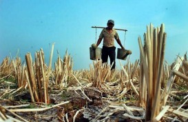 MUSIM KEMARAU: 73 Hektare Sawah di Purwakarta Terancam Kekeringan