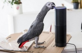 Burung Beo Ini Sukses Belanja Online dengan Meniru Suara Pemilik