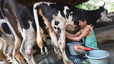 Dua Cara Tingkatkan Produksi Susu Nasional