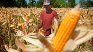 Harga Jagung Tinggi, Daya Saing Industri Pakan Tertekan