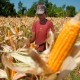 Harga Jagung Tinggi, Daya Saing Industri Pakan Tertekan