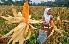 PRODUKSI PAKAN TERNAK : Pasokan Jagung Tak Merata