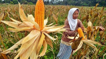 PRODUKSI PAKAN TERNAK : Pasokan Jagung Tak Merata