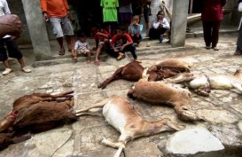 Serangan Anjing Hutan Tewaskan 44 Kambing di Gunung Kidul, Belum Ada Solusi