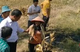 Mentan Amran Bagi-bagi Bibit Padi Gratis di Jateng