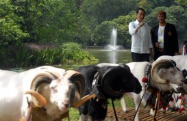 Hadiri Jambore Peternakan Nasional, Presiden Jokowi Kaget Keuntungan Bisnis Kambing