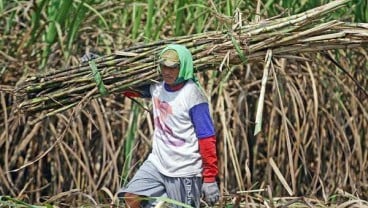 KOMODITAS PERKEBUNAN : Produksi Gula Dipatok 2,38 Juta Ton