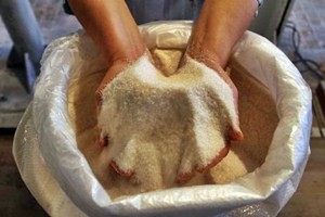 Penyerapan Gula Petani Bakal Mulai Pekan Ini