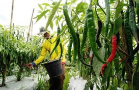 Palembang Gerakkan Urban Farming Cabai