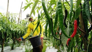 Palembang Gerakkan Urban Farming Cabai