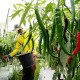 Palembang Gerakkan Urban Farming Cabai