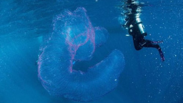 Penyelam Temukan Makhluk Aneh di Laut Australia