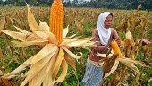 PAKAN TERNAK : Penyerapan Jagung Lokal Dipacu