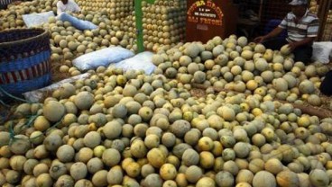 Sewu Segar Pacu Produksi Golden Melon