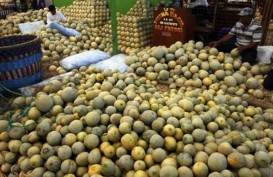 Sewu Segar Pacu Produksi Golden Melon
