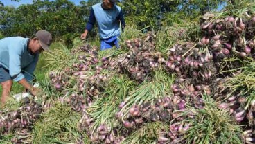 Kembangkan Klaster Bawang Merah, BI Bantu 1,15 Ton Bibit