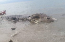 Makhluk Misterius Ditemukan di Pantai Filipina