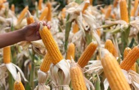 Produksi Jagung Sumbar Delapan Bulan Terakhir 594.329 Ton