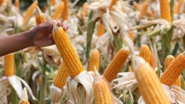Produksi Jagung Sumbar Delapan Bulan Terakhir 594.329 Ton