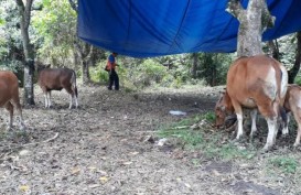 Warga Bali Siapkan Penampungan Hewan Ternak Gratis ke Pengungsi