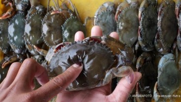 Penangkaran Kepiting di Bombana Mulai Dirintis