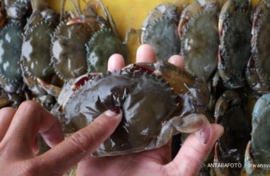 Penangkaran Kepiting di Bombana Mulai Dirintis