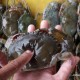 Penangkaran Kepiting di Bombana Mulai Dirintis