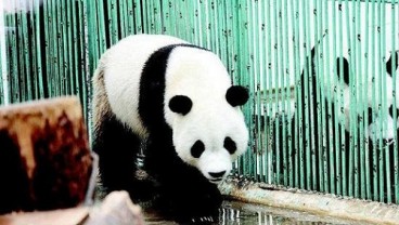 Panda Raksasa di Taman Safari Bisa Dilihat Wisatawan Awal November 2017