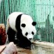 Panda Raksasa di Taman Safari Bisa Dilihat Wisatawan Awal November 2017