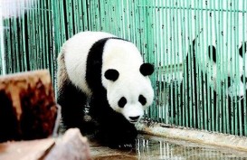 Panda Raksasa di Taman Safari Bisa Dilihat Wisatawan Awal November 2017