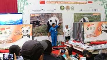 Taman Safari Anggarkan Rp50 Miliar Lebih untuk Rumah Panda Raksasa