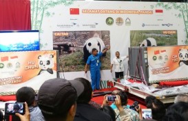 Taman Safari Anggarkan Rp50 Miliar Lebih untuk Rumah Panda Raksasa
