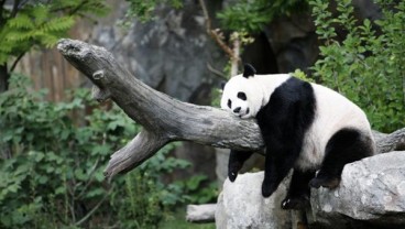 Naik Garuda, Dua Panda Raksasa dari China Menuju Jakarta