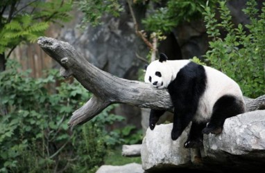 Naik Garuda, Dua Panda Raksasa dari China Menuju Jakarta