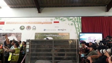 Tiba di Indonesia, Kapan Giant Panda Bisa dilihat di Taman Safari Indonesia?