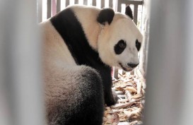 Ini Arti Nama Sepasang Giant Panda yang Datang dari China