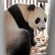 Ini Arti Nama Sepasang Giant Panda yang Datang dari China