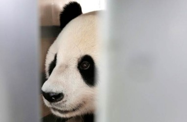 Bangun Fasilitas Giant Panda, Taman Safari Anggarkan Lebih dari Rp50 miliar