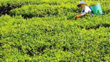 PTPN Holding Menunjuk Dolly Pulungan Sebagai Dirut PTPN VIII