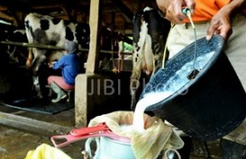 PRODUKSI SUSU, Industri Diminta Bermitra dengan Peternak