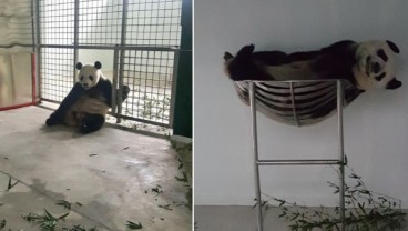 Begini Gaya Rileks Panda Raksasa Cai Tao & Hu Chun Di Taman Safari