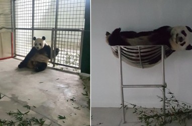 Begini Gaya Rileks Panda Raksasa Cai Tao & Hu Chun Di Taman Safari